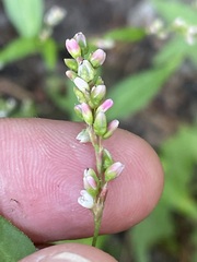 Persicaria mitis