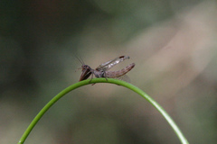 Mantispidae