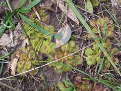 Drosera whittakeri
