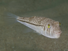 Torquigener pleurogramma