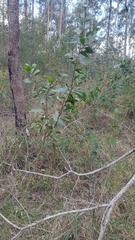 Acacia leiocalyx