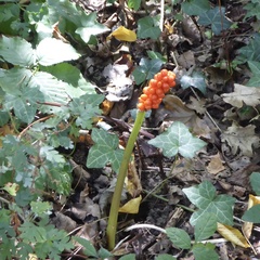 Arum maculatum