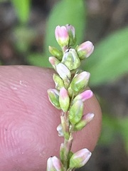 Persicaria mitis