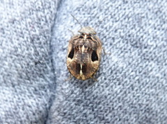 Sphyrocoris obliquus