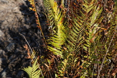 Telmatoblechnum indicum