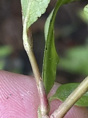 Persicaria mitis
