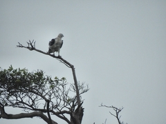 Haliaeetus leucogaster