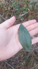 Acacia leiocalyx