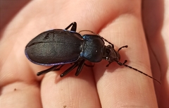 Carabus violaceus