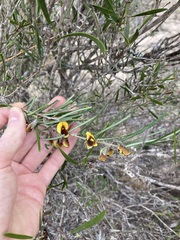 Cristonia stenophylla