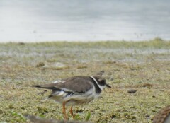 Charadrius hiaticula