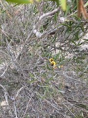 Cristonia stenophylla
