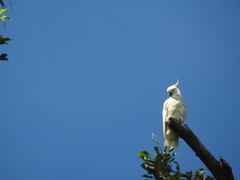 Cacatua galerita