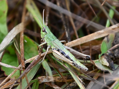 Pseudochorthippus parallelus