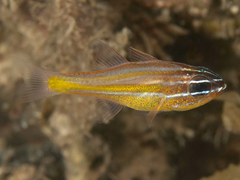 Ostorhinchus properuptus