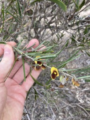 Cristonia stenophylla