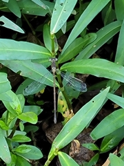 Lestes vigilax