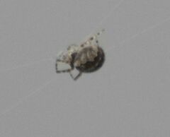 Zygiella x-notata