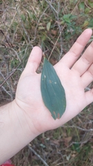 Acacia leiocalyx