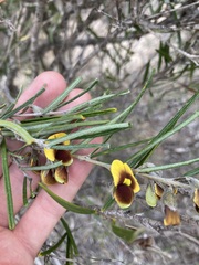 Cristonia stenophylla
