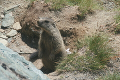 Marmota marmota