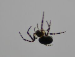 Zygiella x-notata