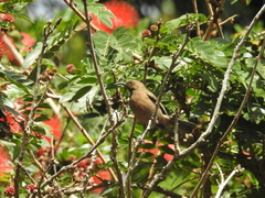 Myzomela obscura