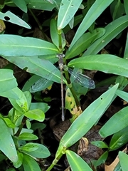 Lestes vigilax