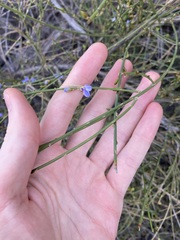 Comesperma scoparium