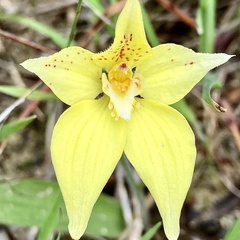 Caladenia flava