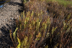 Telmatoblechnum indicum