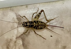 Gryllomorpha dalmatina