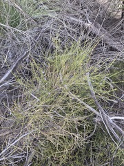 Comesperma scoparium