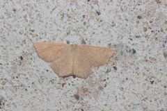 Cyclophora ruficiliaria