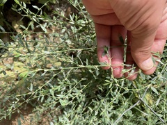 Polygonum arenastrum