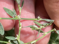 Polygonum arenastrum
