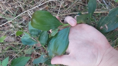 Acacia leiocalyx