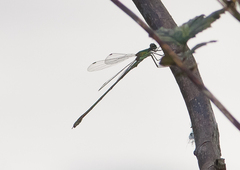 Chalcolestes viridis