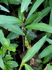 Lestes vigilax