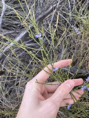 Comesperma scoparium