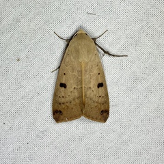 Ophiusa disjungens