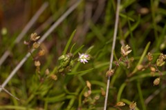 Spergularia marina
