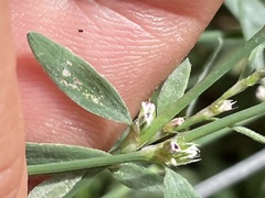 Polygonum arenastrum