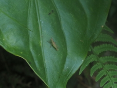 Pseudoxya diminuta