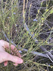 Comesperma scoparium