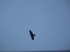 Pernis ptilorhynchus