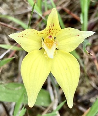 Caladenia flava