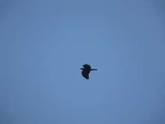 Pernis ptilorhynchus