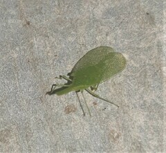 Fulgoridae