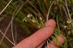 Spergularia marina